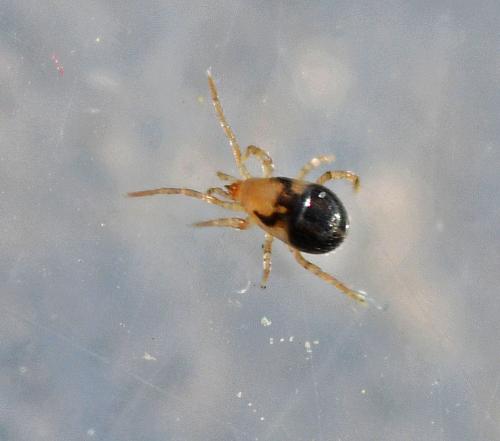 Pergamasus sp.